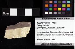 Foto (Objket + Etiketten) von Decapoda indet. 